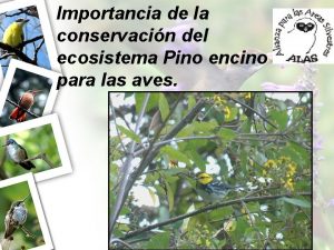 Importancia de la conservacin del ecosistema Pino encino