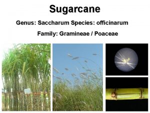 Sugarcane Genus Saccharum Species officinarum Family Gramineae Poaceae