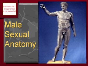 Male Sexual Anatomy External Male Sexual Anatomy Penis