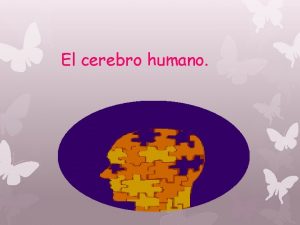 El cerebro humano ndice v Caractersticas principales del