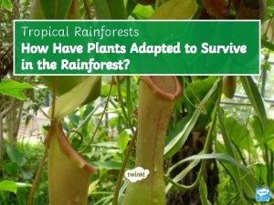 How have plants adapted to the rainforest