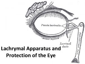 Lachrymal Apparatus and Protection of the Eye Lacrimal