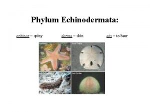 Phylum Echinodermata echinos spiny derma skin ata to