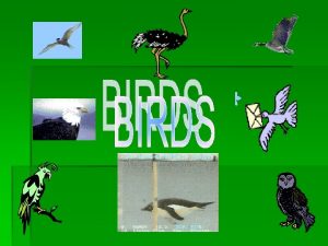 BIRD CLASSIFICATION Kingdom Animalia Phylum Chordata Subphylum Vertebrate