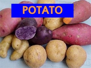 POTATO Solanum tuberosum CHROMOSOME NO 2 n4 x48