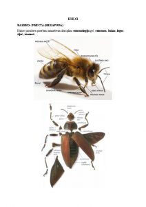 KUKCI RAZRED INSECTA HEXAPODA Kukce prouava posebna znanstvena