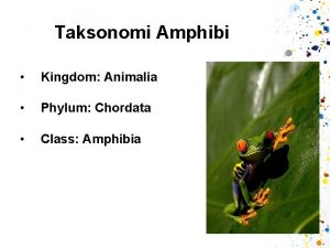 Taksonomi Amphibi Kingdom Animalia Phylum Chordata Class Amphibia