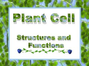 Plant cell