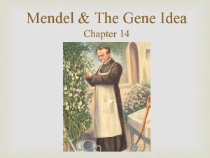 Mendel The Gene Idea Chapter 14 Mendelian Genetics