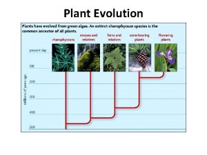Plant Evolution Plant Evolution Evolved from green algae