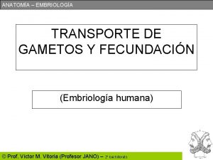 ANATOMA EMBRIOLOGA TRANSPORTE DE GAMETOS Y FECUNDACIN Embriologa