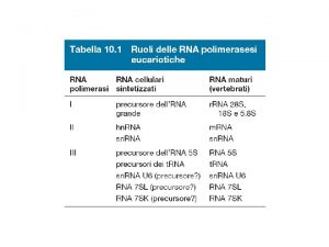 RNA polimerasi eucariotiche RNA polymerases RNA polymerase I