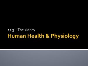11 3 The kidney Human Health Physiology Kidney