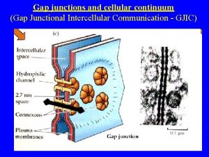 Gap junctions and cellular continuum Gap Junctional Intercellular