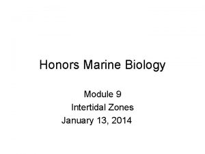 Honors Marine Biology Module 9 Intertidal Zones January