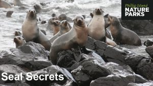Seal Secrets Activity 1 Draw a seal in
