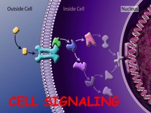 CELL SIGNALING Comunicazione intercellulare Ogni cellula necessita di