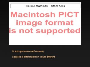 Cellule staminali Stem cells Si autorigenerano self renewal