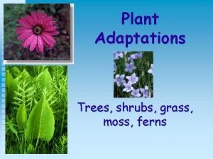 Plant Adaptations Trees shrubs grass moss ferns Importance