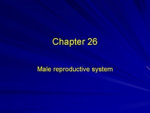 Primary sex organ of the male reproductive system? *