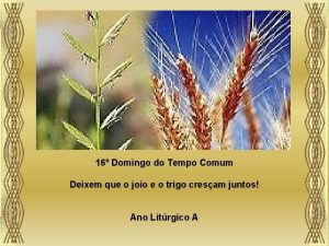 16 Domingo do Tempo Comum Deixem que o