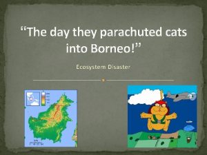 Cats of borneo chronological order