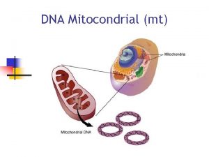 DNA Mitocondrial mt Caractersticas de las Mitocondrias Su