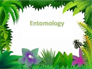 The branch of zoology dealing with insects