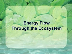 Energy Flow Through the Ecosystem Energy and matter