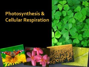 Photosynthesis Cellular Respiration Photosynthesis AUTOTROPHS AUTOMATICALLY MAKE THEIR