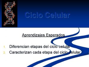 Ciclo Celular Aprendizajes Esperados 1 2 Diferencian etapas