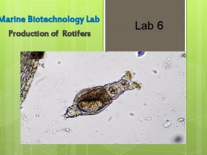 Marine Biotechnology Lab Production of Rotifers Lab 6