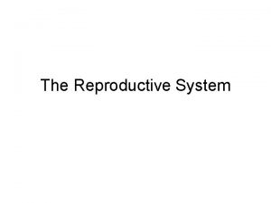 The Reproductive System The Reproductive System Gonadsprimary sex