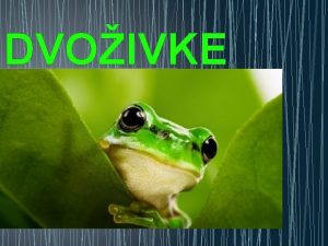 DVOIVKE Dvoivke razvramo med repate pupki moeradi in