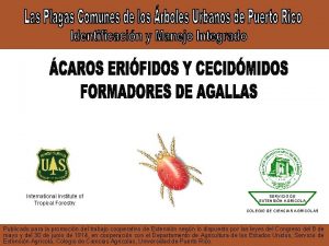International Institute of Tropical Forestry SERVICIO DE EXTENSIN