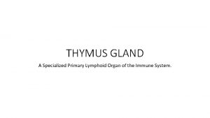 THYMUS GLAND A Specialized Primary Lymphoid Organ of