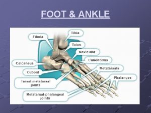 FOOT ANKLE 4 Motions of the Foot Plantarflexion