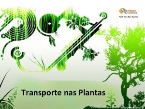 Prof Ana Rita Rainho Transporte nas Plantas Transporte