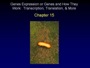 Genes Expression or Genes and How They Work