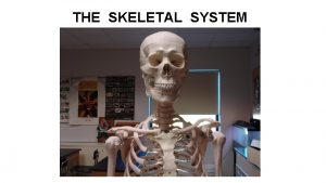 THE SKELETAL SYSTEM Functions of the Skeletal System