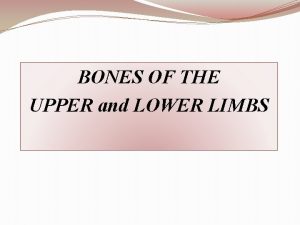 BONES OF THE UPPER and LOWER LIMBS OBJECTIVES
