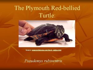The Plymouth Redbellied Turtle Source www turtlefarms com4