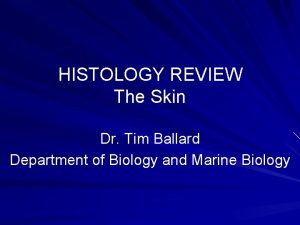 HISTOLOGY REVIEW The Skin Dr Tim Ballard Department