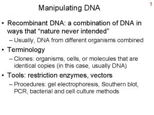 Manipulating DNA Recombinant DNA a combination of DNA