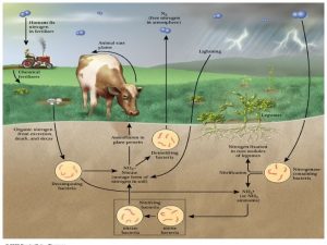 Amino Acid Metabolism The continuous degradation and synthesis