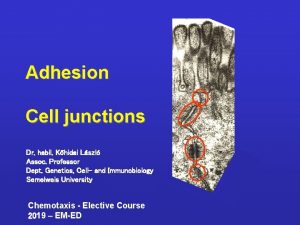 Adhesion Cell junctions Dr habil Khidai Lszl Assoc