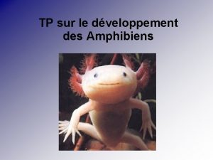 TP sur le dveloppement des Amphibiens Stade 8