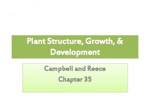 Plant Structure Growth Development Campbell and Reece Chapter