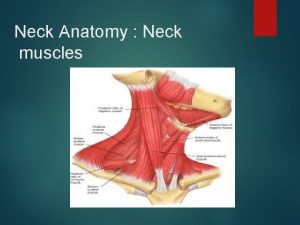 Neck Anatomy Neck muscles Neck muscles Main Categories