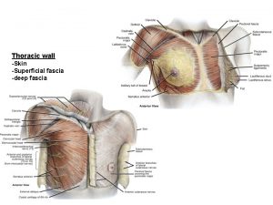 Fascia of thoracic wall